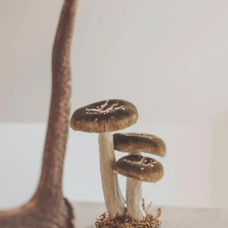 W Szczerym Lesie - Z Sauna I Jacuzzi W Lesie Nad Jeziorem Mucharskim * Dabrowka (Wadowice)